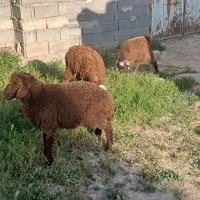 دو بره نر با یک بزغاله نر
