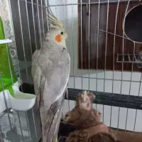 جفت عروس هلندی با جوجه