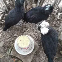 مرغ و خروس لهستانی مینیاتوری