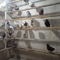 دسته کبوتر رنگی