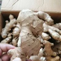 زنجبیل آبدار درجه یک چینی،هندی(تست وارسال رایگان)