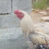 خروس لاری هندی اصیل