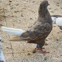 باخت رفته جوجه داره