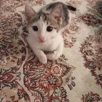 واگذاری گربه با تمام وسایل رایگان
