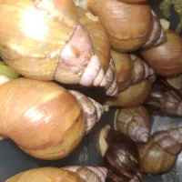 حلزون آچاتینا آلبینو بالغ