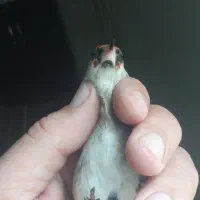 سهره ماده چونه‌روباهی نشون دار کوضه کوضه