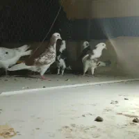 سبز زرد پلنگ هما چاپی تیکه پاره