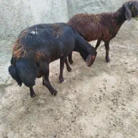 نر شیشک افشاری لخت‌