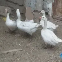 غاز