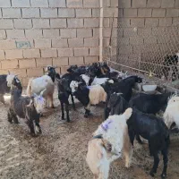 بز بیگ میش بره