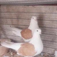 یک جفت دوکت دوکاکل زرداز نسل وارداتی