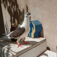 سه تا جوجه کفتر راست چپ خال سرخ