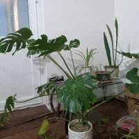 گل آپارتمانی شیک