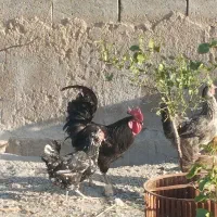 خروس جوان یکساله سیاه قشنگ درمانی