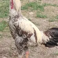 مرغ و خروس لاری