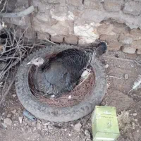 یک عدد بوقلمون ماده برنز کرک فروشی