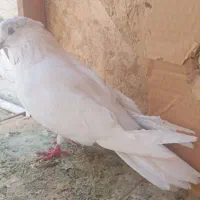 کبوتر نر