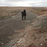 اسب