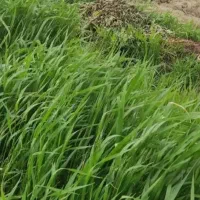 یونجه برای فروش