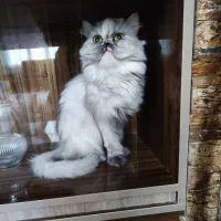 واگذاری پرشین چین چیلاماده