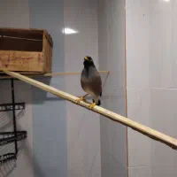 مرغ مینا افغان ماده