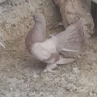 طوقی پالخت و دمچتری ماده