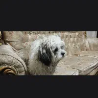 شیتزو ماده