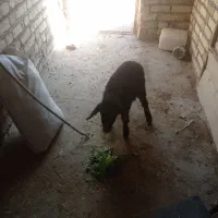 بره ماده شیری