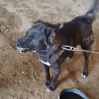 سگ گله|سگ|میبد, |دیوار