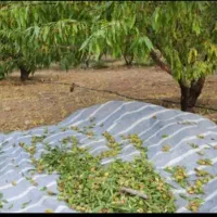 آگهی بادام‌تکانی و نگهبانی باغ به‌صورت کنتراتی