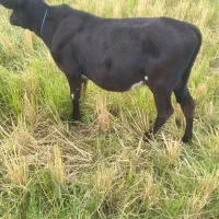گاو دورگ به همراه گوساله