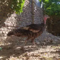 بوقلمون تخم گذار