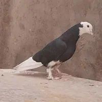 بازیکن|پرنده|بم, |دیوار