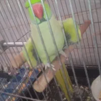 طوطی
