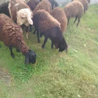بره نر