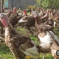 بوقلمون محلی جوان کاملا ارگانیک دهگلان