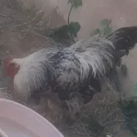 خروس برهما اصیل