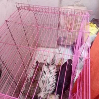 فروش جوجه لهستانی