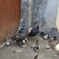 بوقلمون ماده همرا ۱۰ جوجه