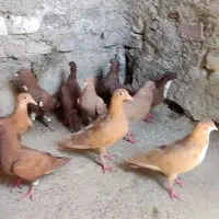 تعداد جوجه کرمانی دم سفید  زرد سرخ گلی