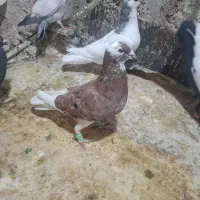 ۳تاکفتر نرقلدور