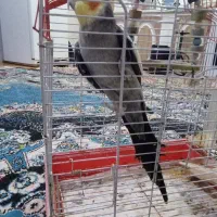 عروس هلندی