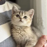 جوجه گربه