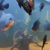 ماهی گوشتخوار مانستر