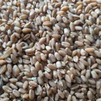فروش 10  گندم آبی             10تن