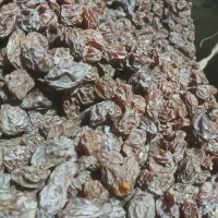 مویز کشمش