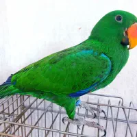 یک اکلکتوس کاملا دستی ـ فوق العاده تمیز و سالم