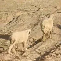 سلام گوسفند با بره نر
