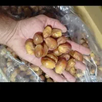 خرمای زاهدی
