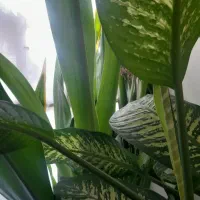 گل سوسن دو متر قدش هست